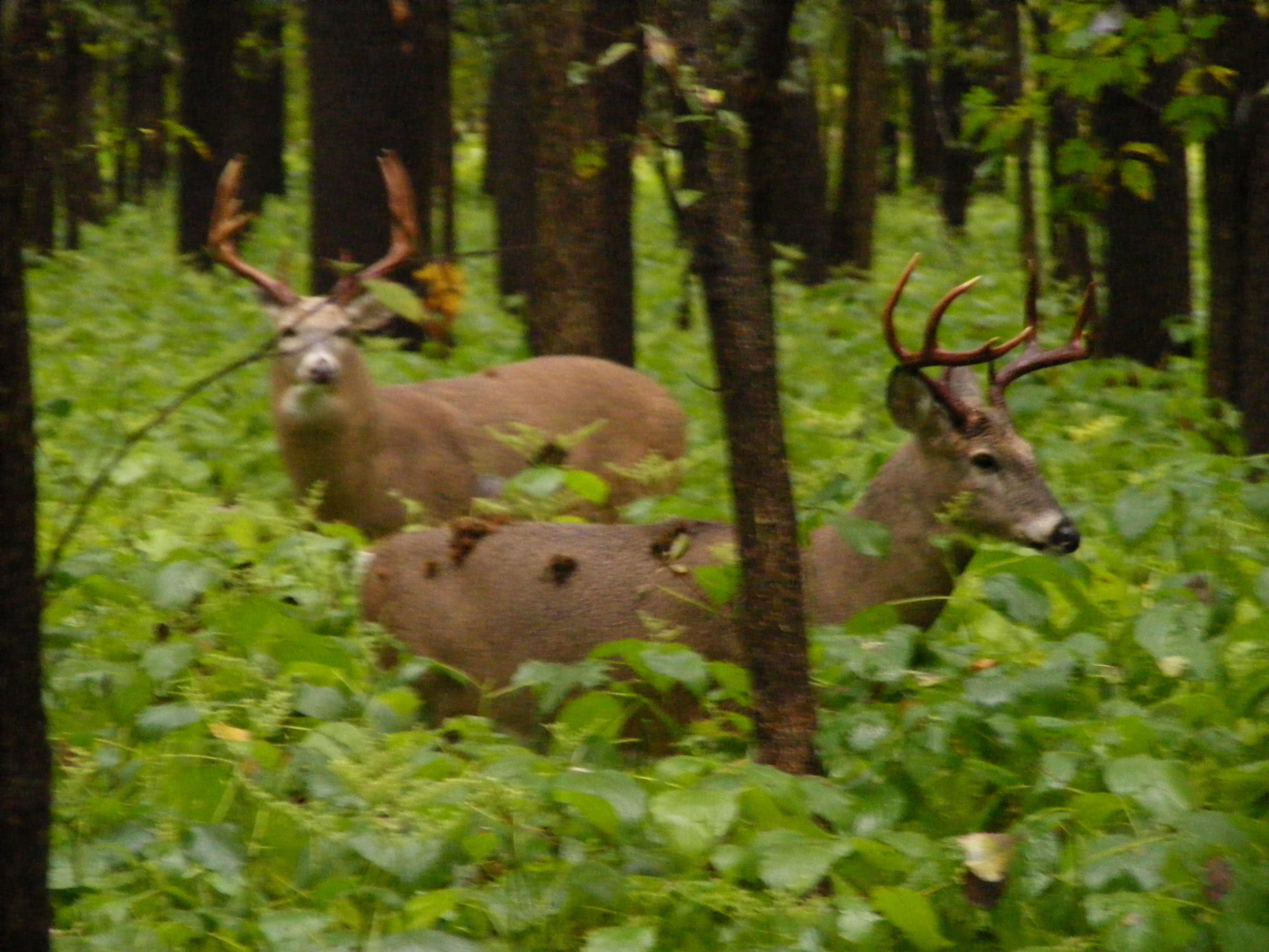 Checking out the competition.