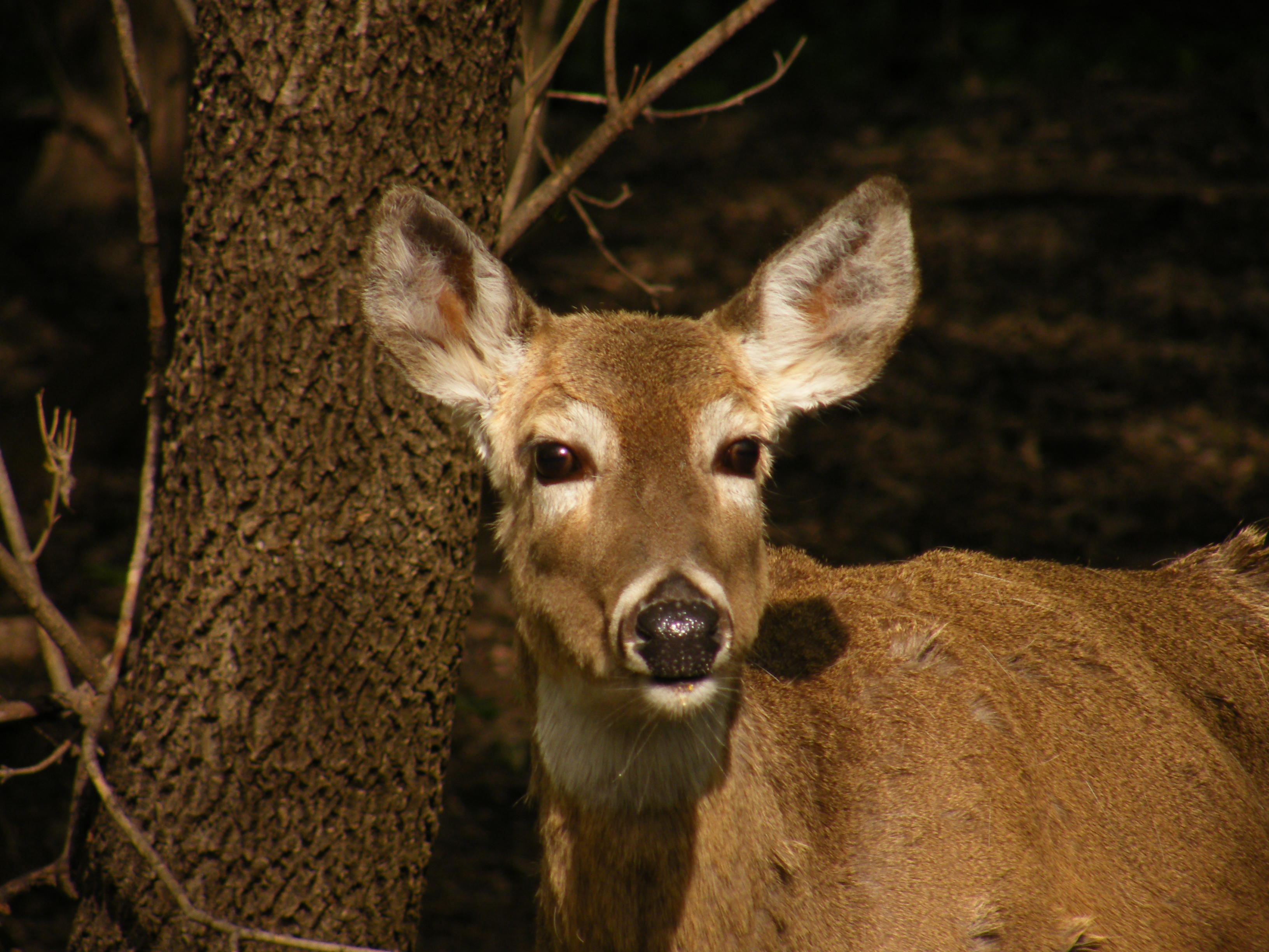 Beggar Doe