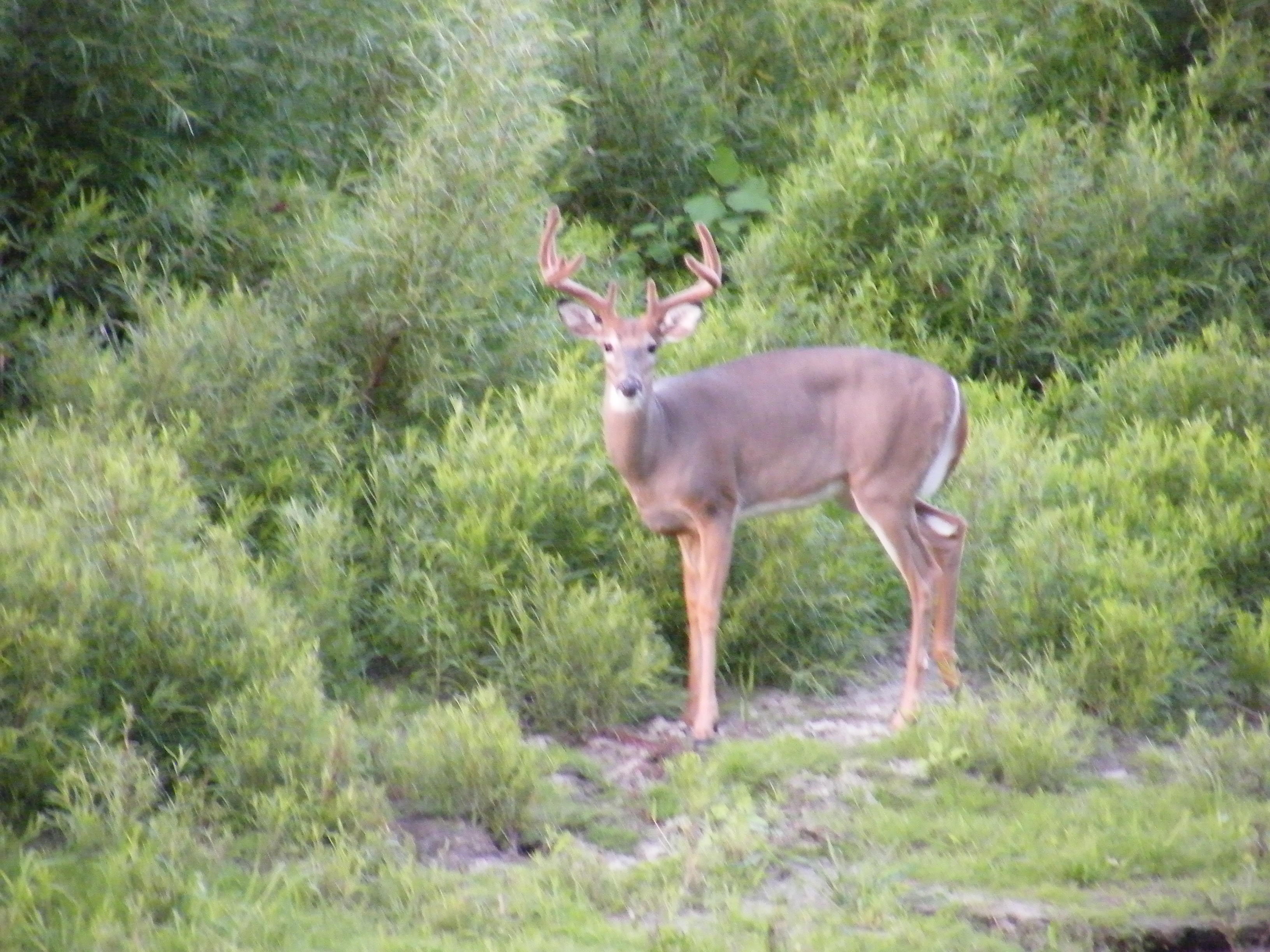 Limpy off Pike Island