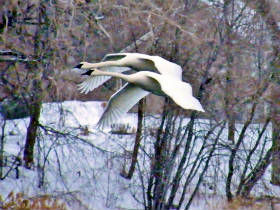 Winter Flight
