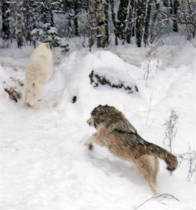 The chase