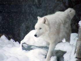 Pack Alpha