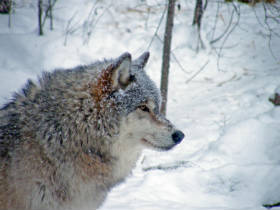 Wolf Profile