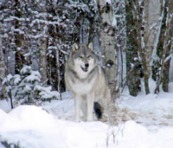 On Guard