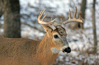 o2/18/816718/1/141997094.xxPGLxTN.2012_0126Winter0573a_316x210.jpg