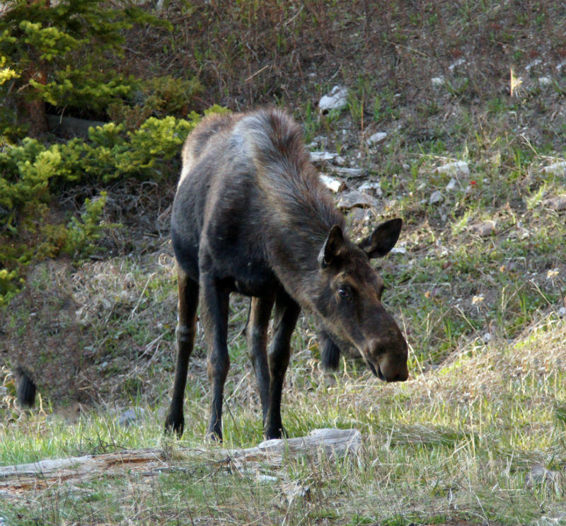 Most of the Moose we saw were near the NE entrance