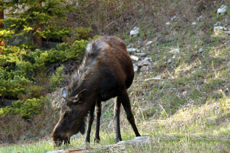 Hungry moose  2012