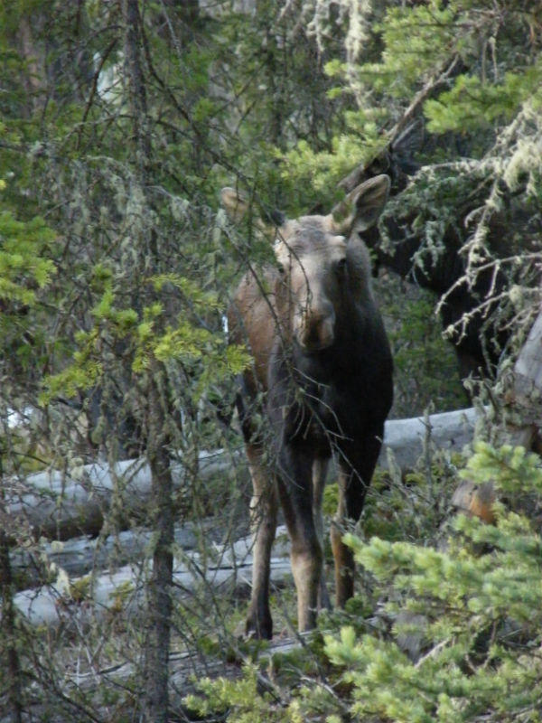 Yearling moose, our first encounter was a couple of miles from the entrance