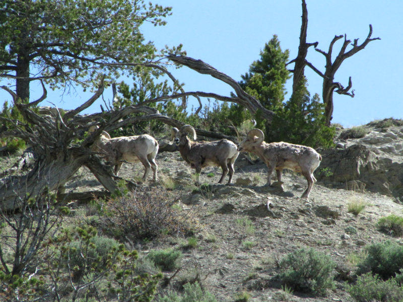 Big Horns by Mamouth Hot Springs