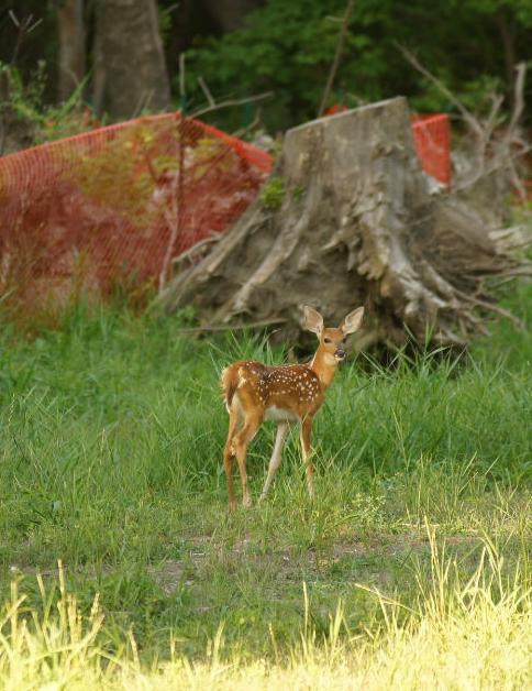 Fawn by construction area