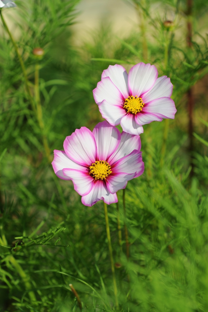 Cosmos