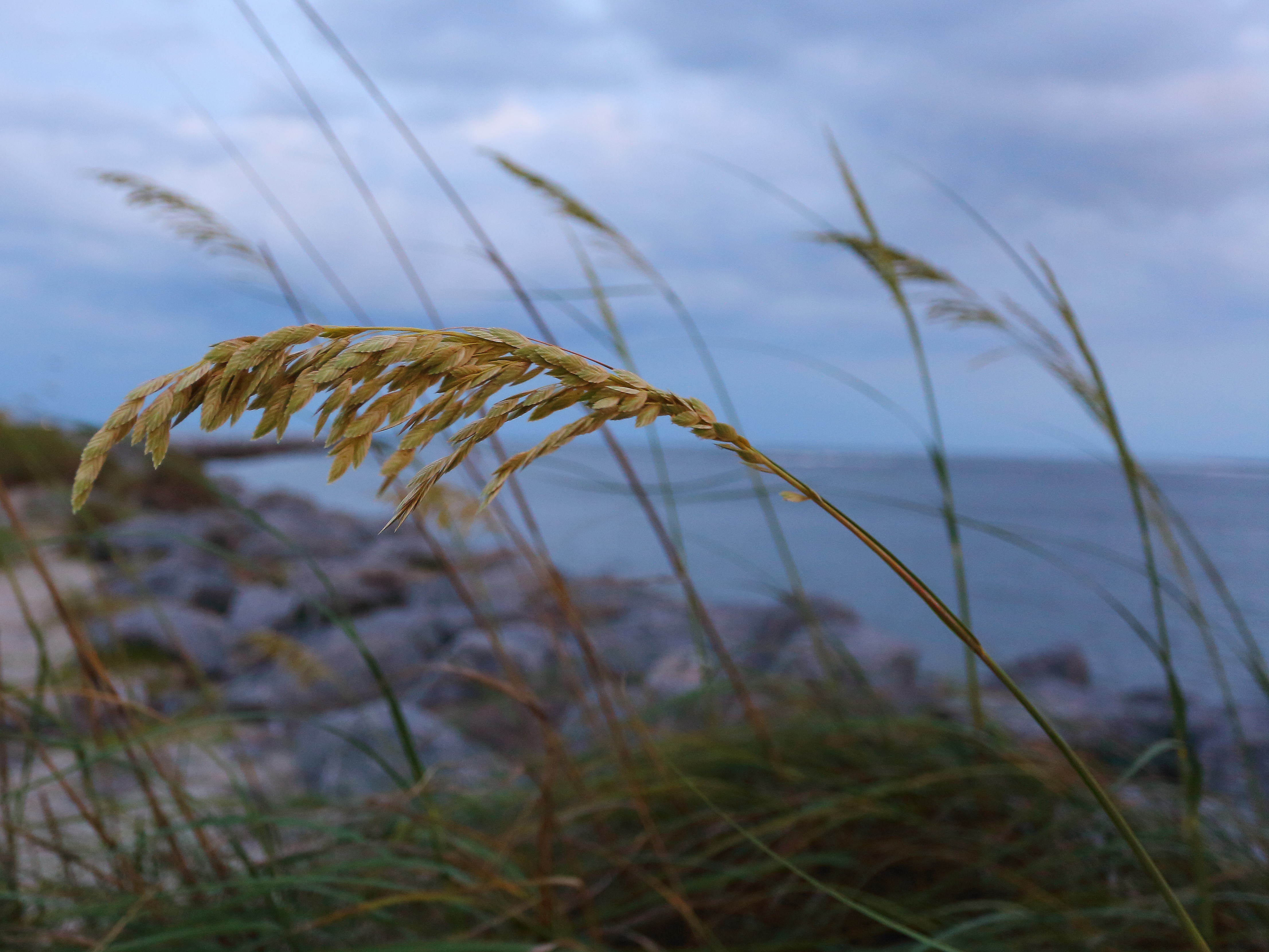 ND1A0850_1.JPG