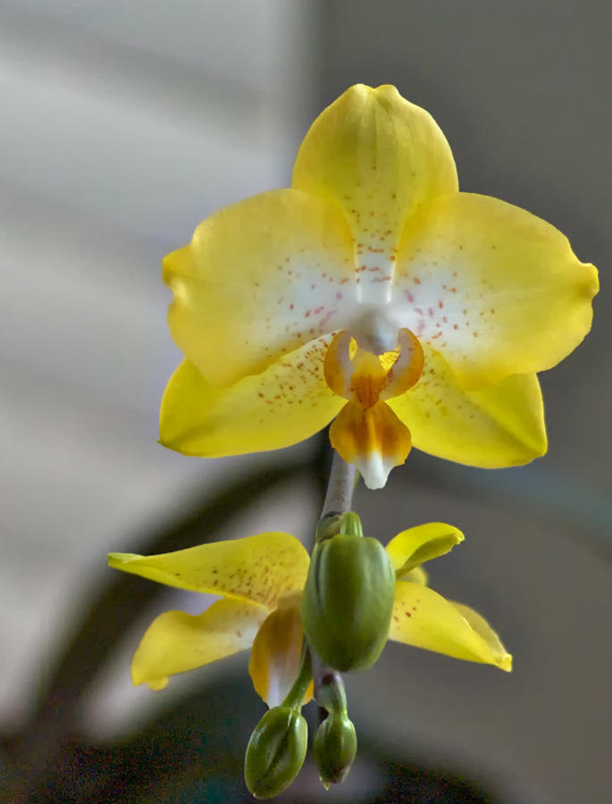 Orchid, Yellow