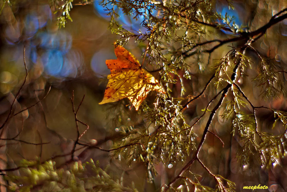 Cedar and Sweet Gum