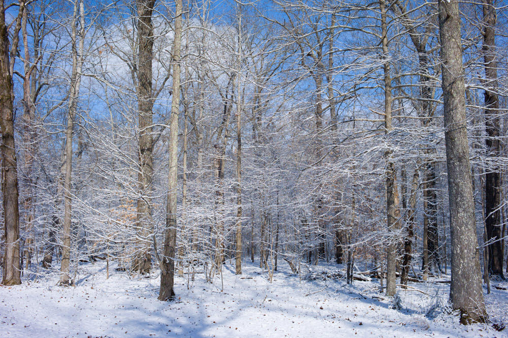 Woods in Winter