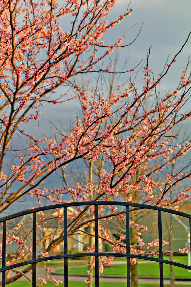 Garden Behind the Gate