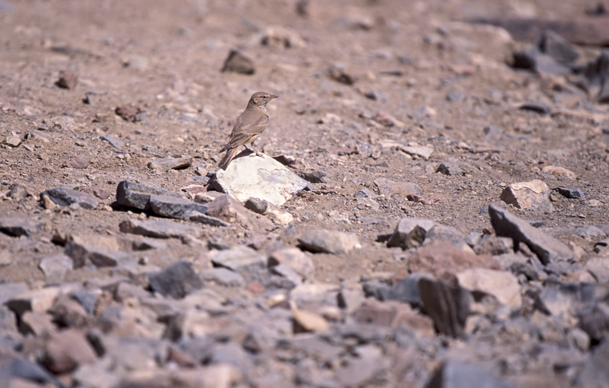 Allodola del deserto