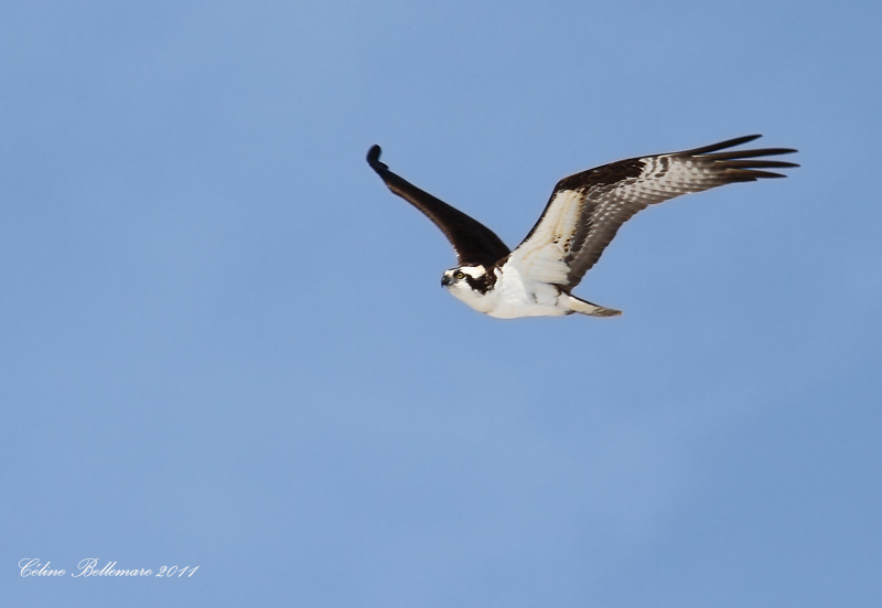 IMG_1110.jpgBalbuzard pcheur