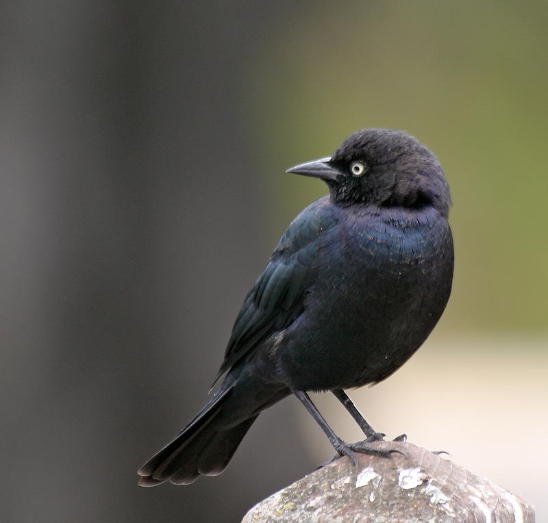 Brewers Blackbird, male