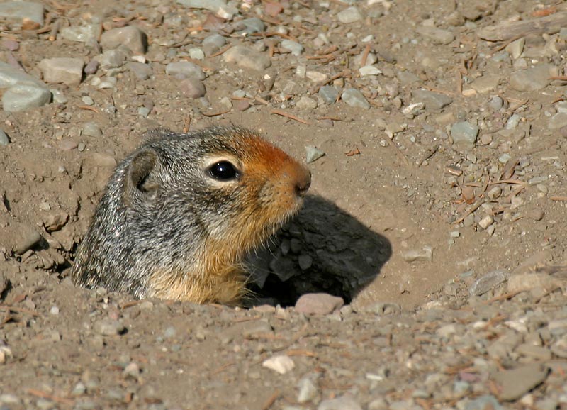 Columbian Ground Squirrel