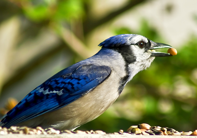 Male Blue Jay