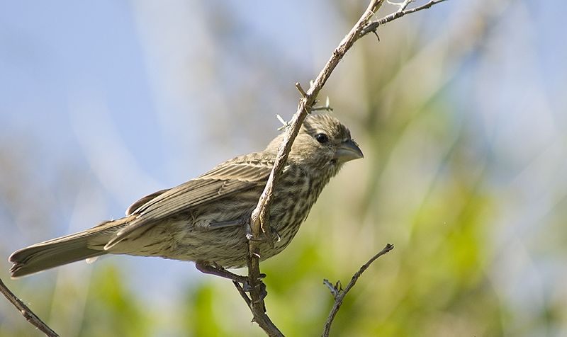 Female House finch