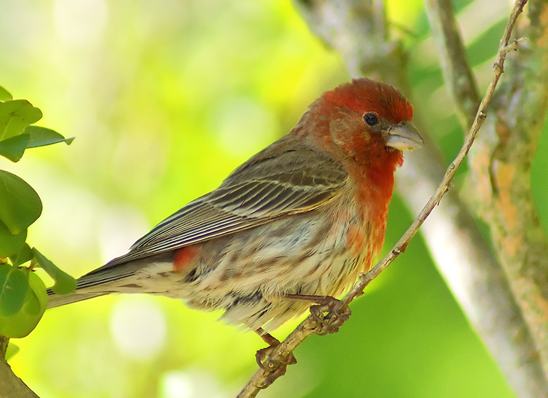 Male House finch