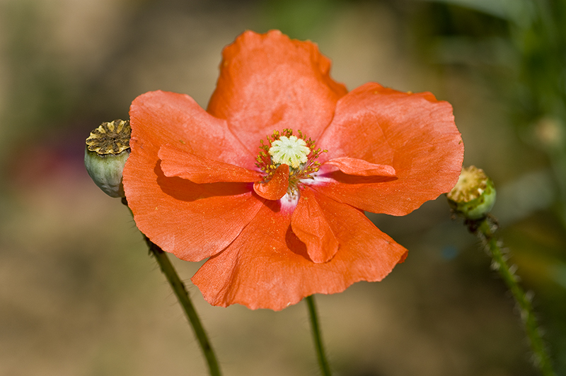 Red poppy