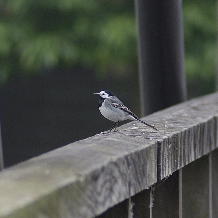 small bird on bridge