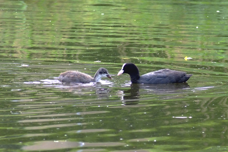 coot and chick