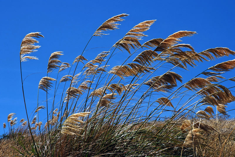 summer breeze and toitoi