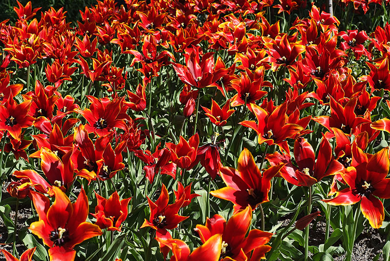 red sea of tulips