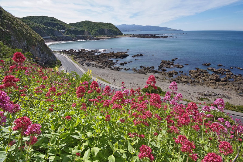 Spring Wild Flowers over Houghton Bay