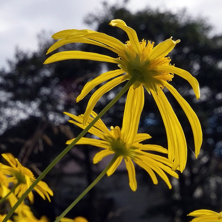 17 May 2010 - Daisies and stuff