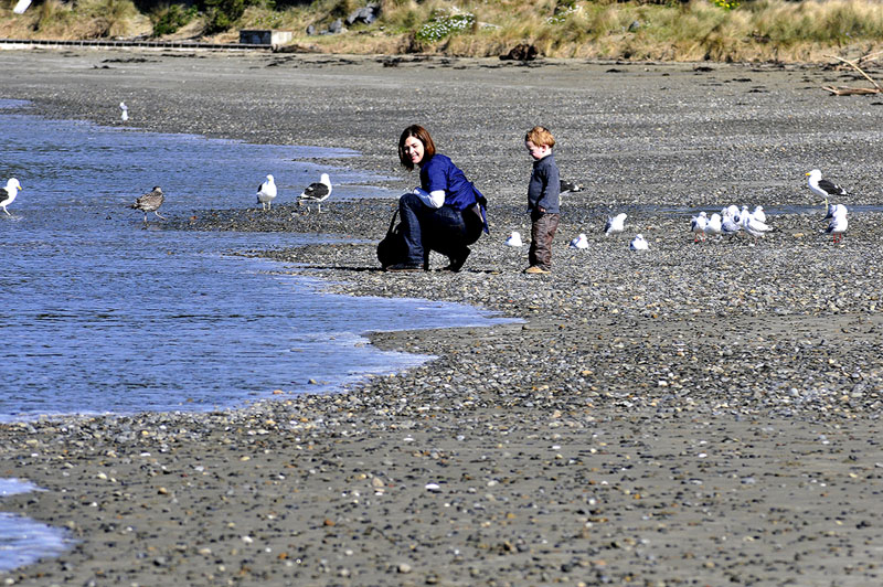 Lyall Bay