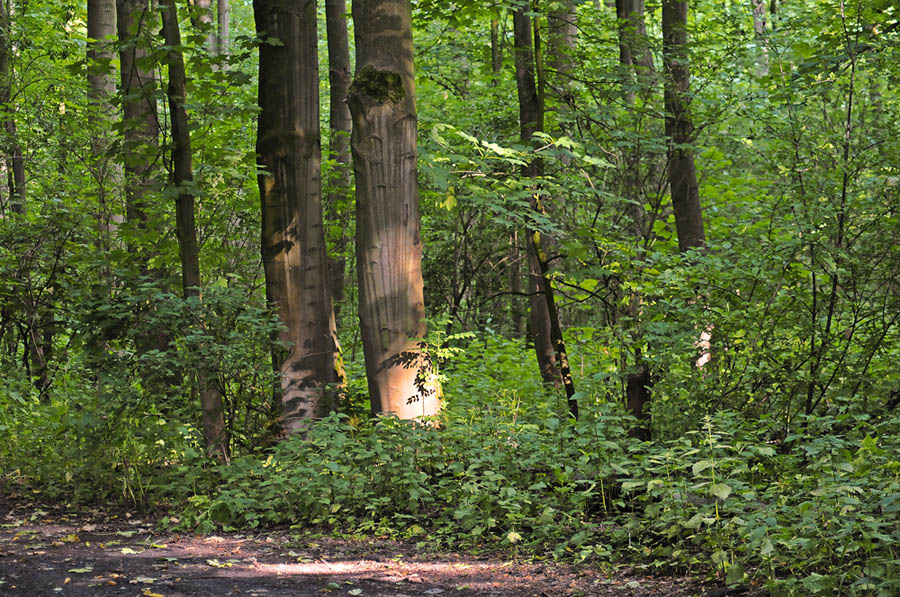 woodlands near Lelystad