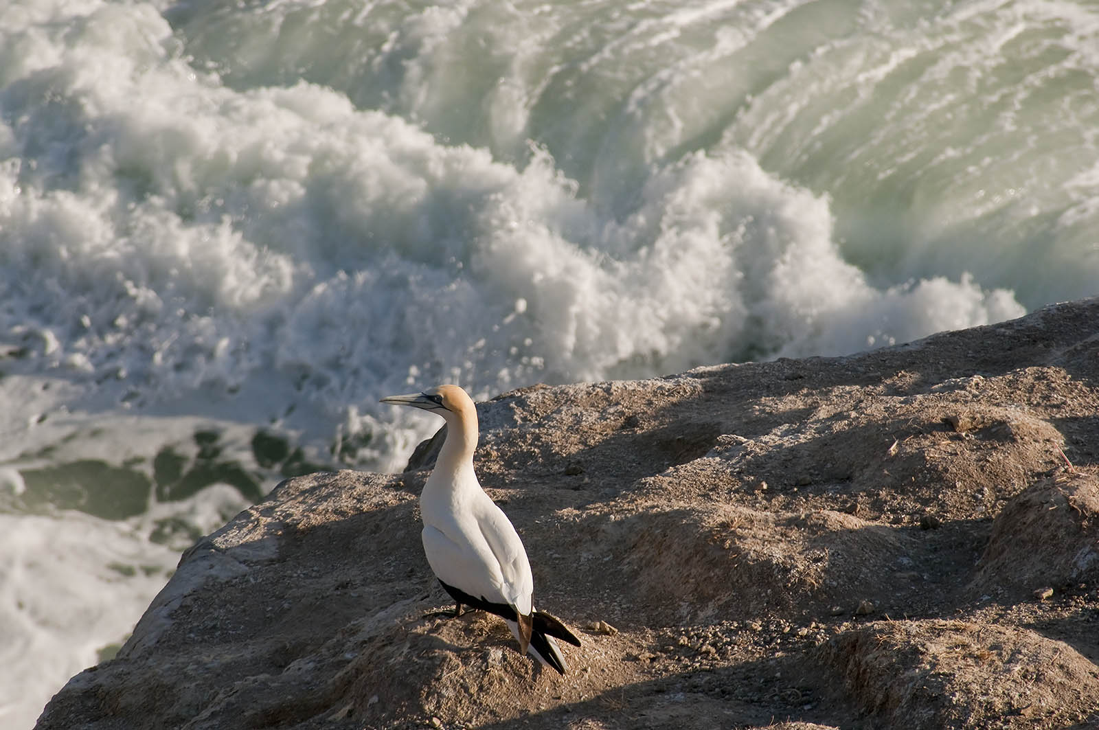 A lone gannet at the Muriwai Gannet Colony