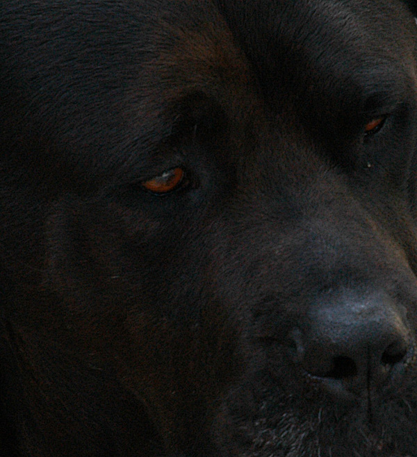 10 Nov 05 - Black Dog