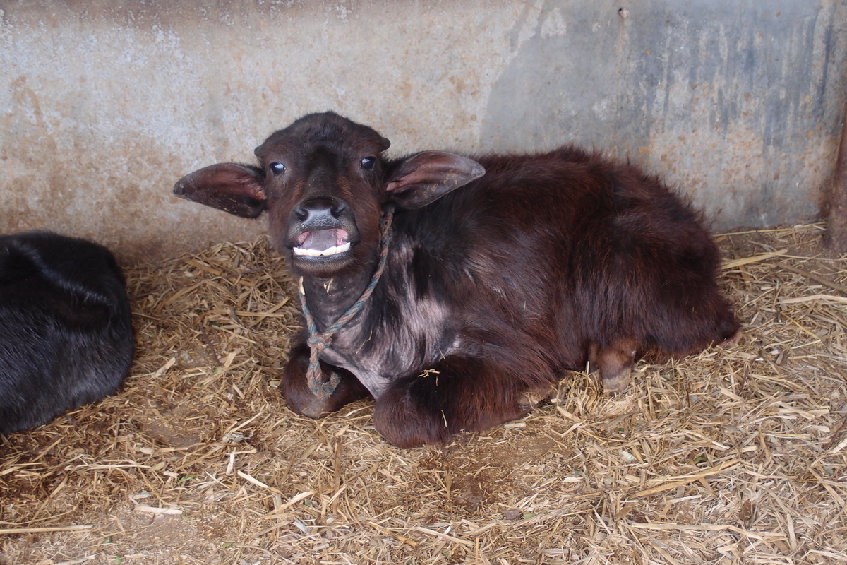 Water buffalo