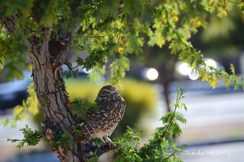 Johhny Owl