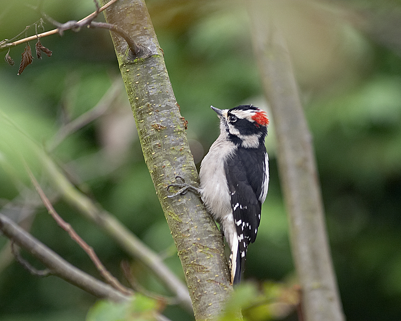 Downy Woodpecker (M)