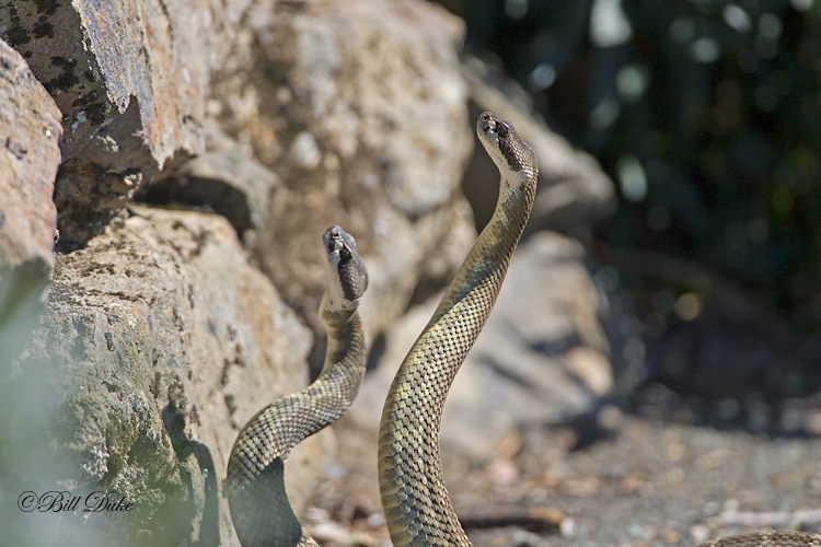 LP4R5553_Rattle-Snakes_Web.jpg