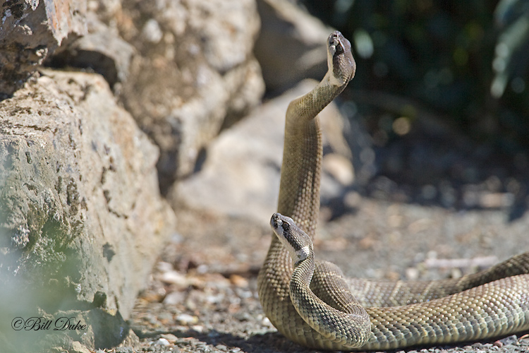 LP4R5559_Rattle-Snakes_Web.jpg