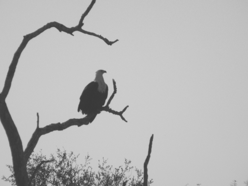 Proud Eagle<br> by pbnj99