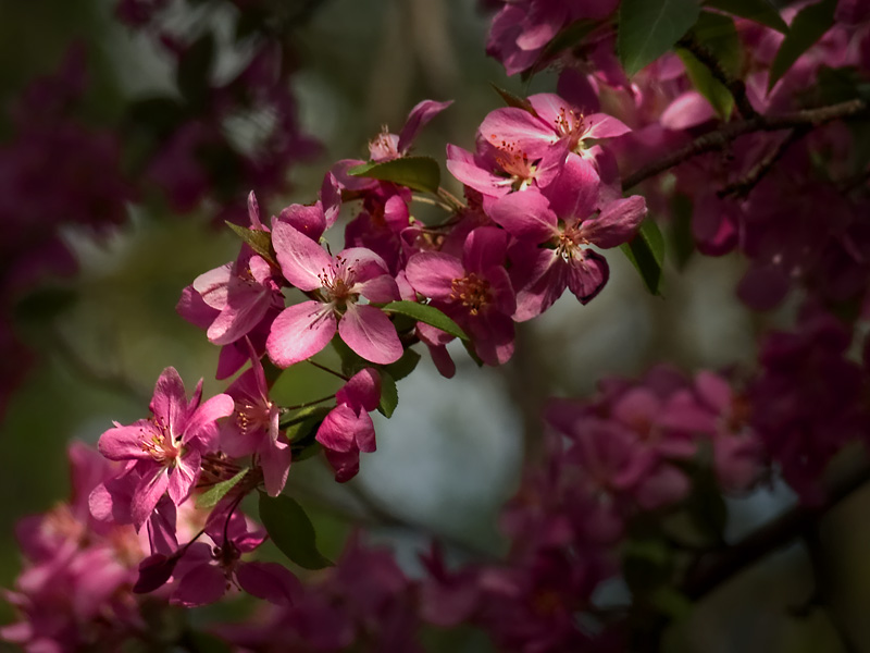 5th Place<br>Petals of Pink<br>by JudyJo