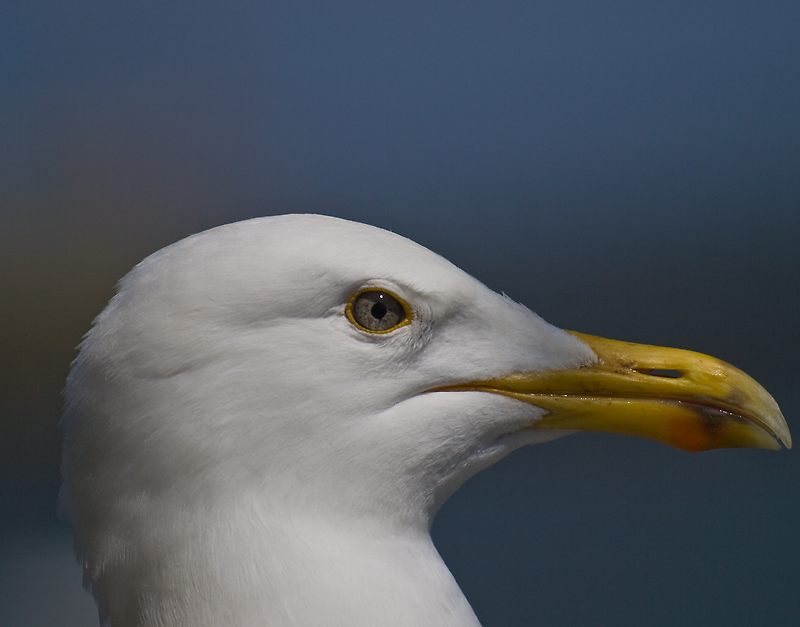 Herring Gull head shot<<br> Snowspond