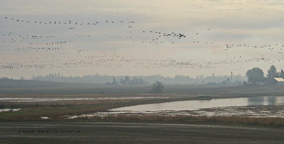 Oregon, Jan 2008 Baskett Slough NWR