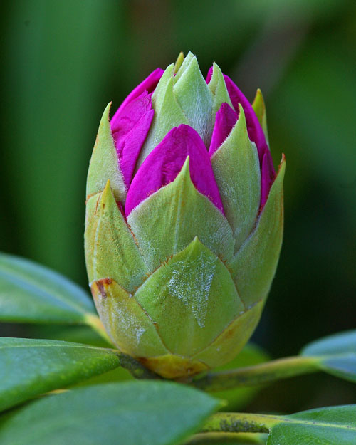 Rododendrons bud, day 1