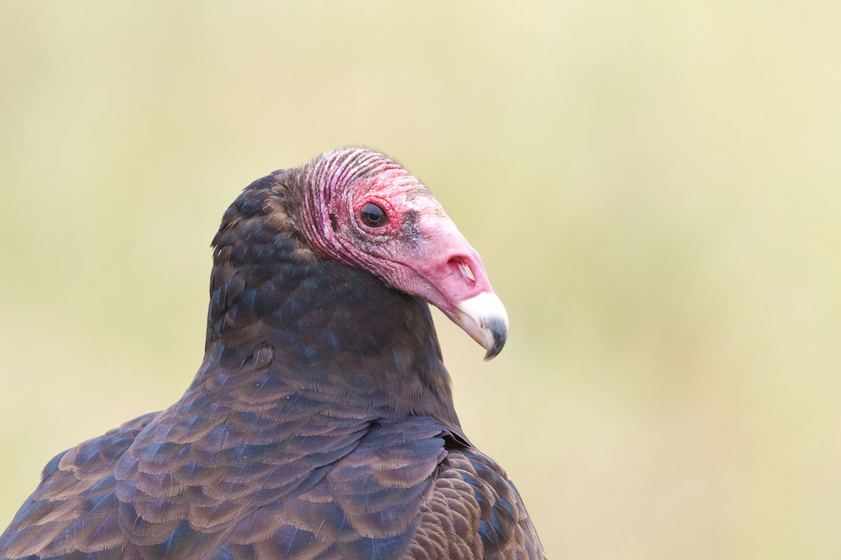 Turkey Vulture Cathartes aura