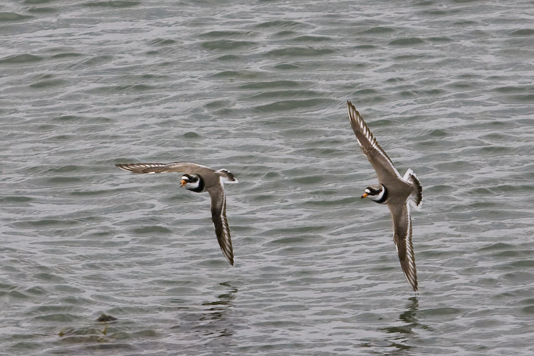 Ringed Plover in Flight